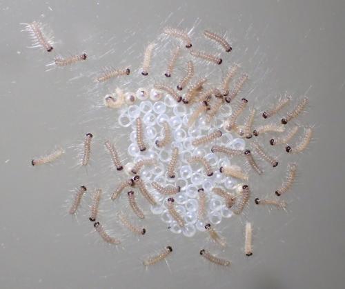 Réf. 261 442 : Spilosoma lubricipeda
